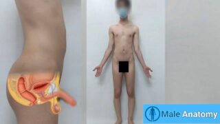 Anatomy of a real man, visual examination of the male genitalia (Danieltp2002)