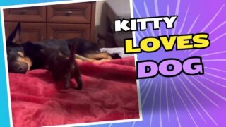 Kitty does love the dog a bit to much
