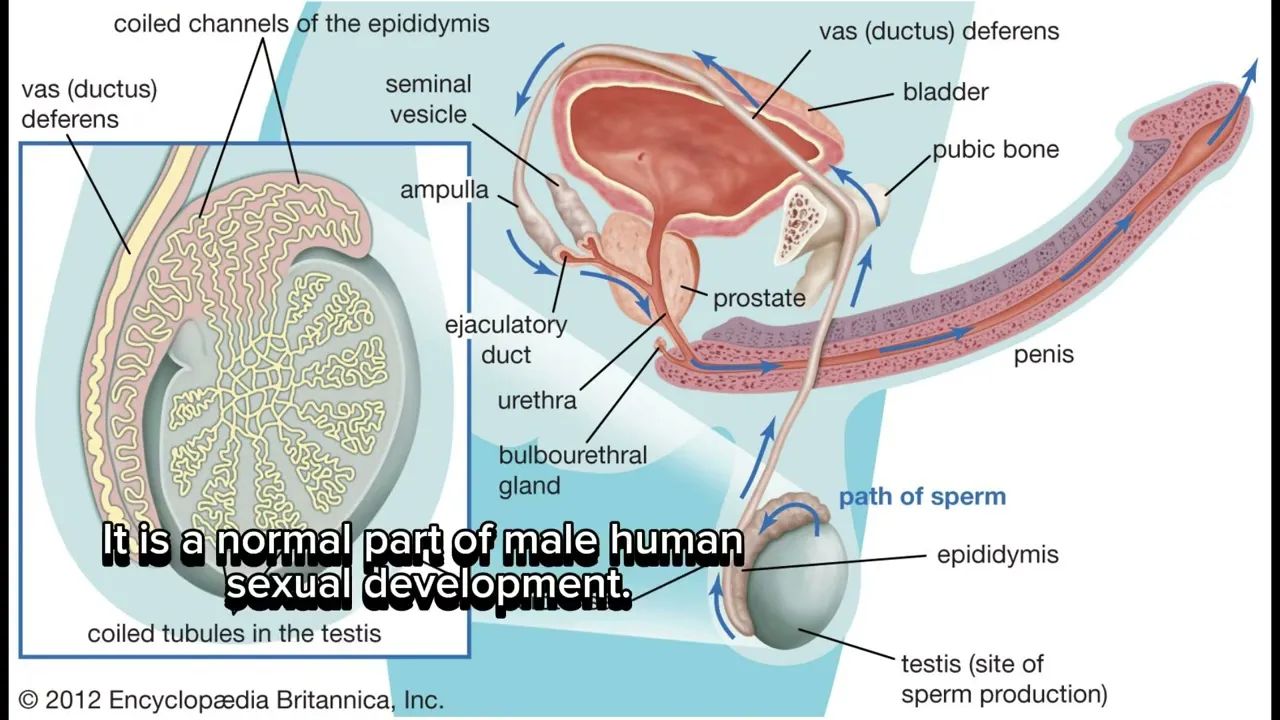 Educational Ejaculation - YTboob 