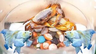 ( PAY CLOSE ATTENTION) : Every Spawning Season Female Crabs Do Things You’ve Never Seen Before Part2
