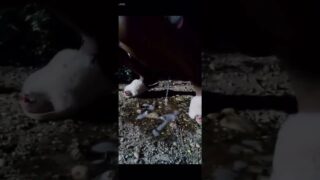 Girl peeing starts at 0:00