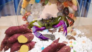 Crab Claws CRUSH Sweet Potatoes in 60 Seconds!