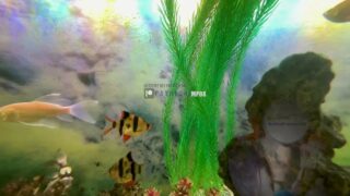 The school of fish hunted for prey, but could not have expected the prey to be on the rock.