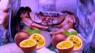 You Won’t Believe What Happens When Crab Claws Meet Climbing Fruit!