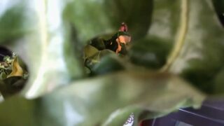 Saudara laki laki Menyukai Bunga Daun Pai Tong