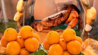 Crab Claws VS Oranges Can Crab Claws Crush Oranges?