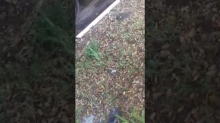 (0:54) Que mijada(2)